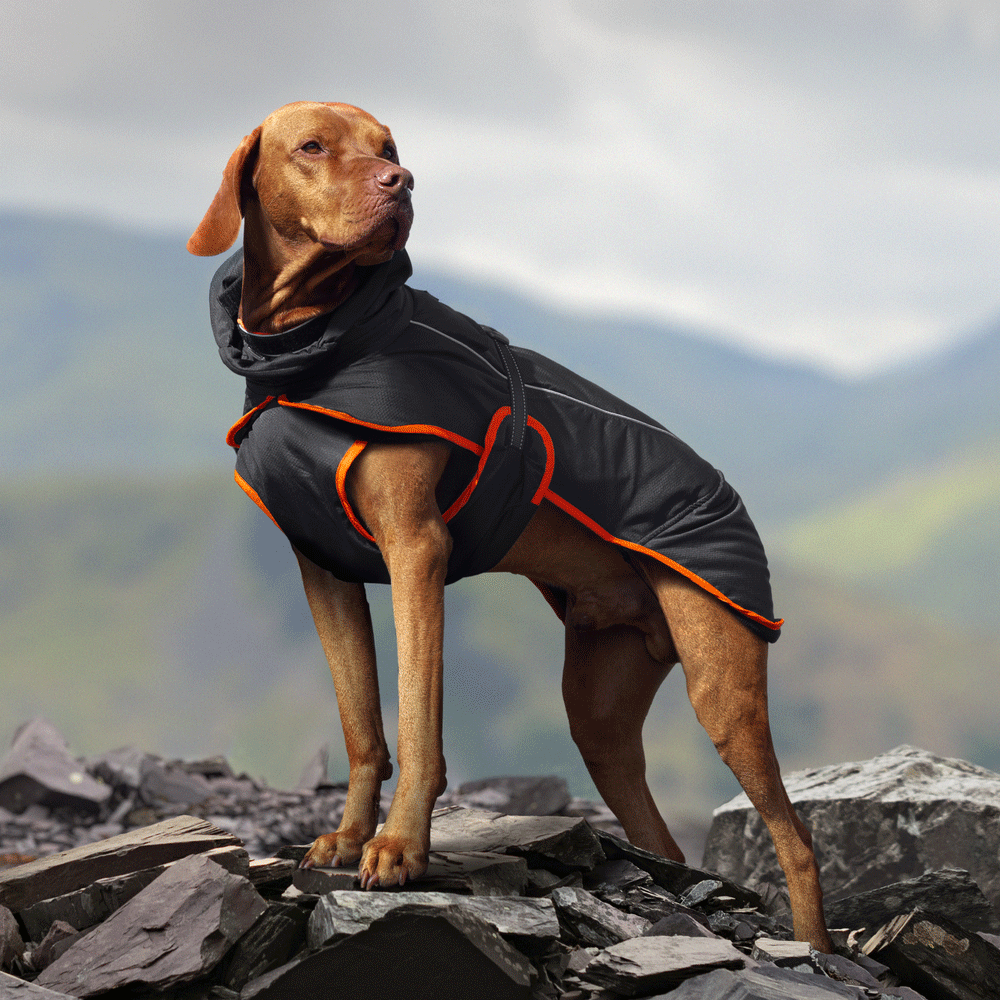 un manteau pour chien