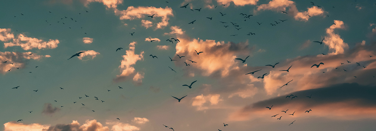 Land Rover | Official Land Rover Merchandise Lifestyle Collection ...